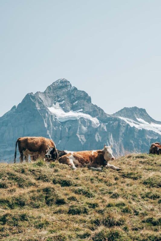 Leuke plekken in Zwitserland: de Bachalpsee