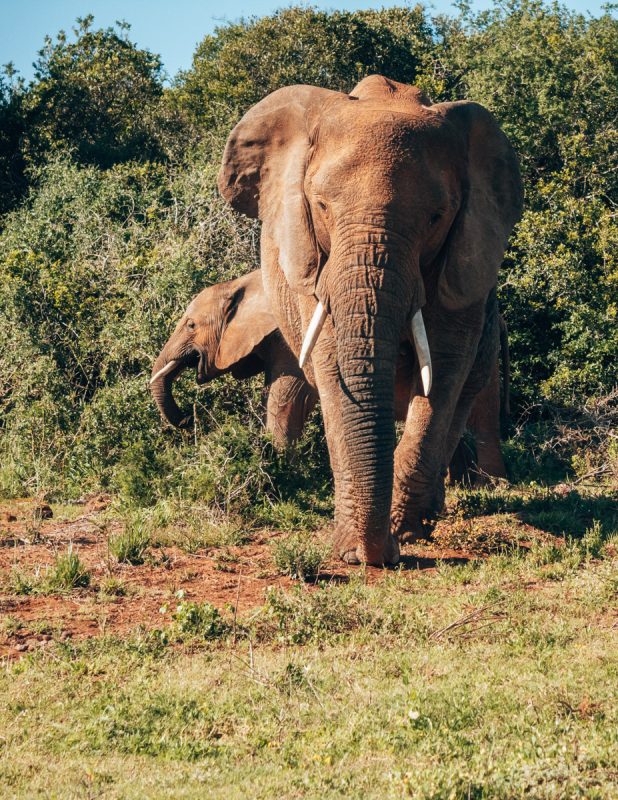 Addo Elephant bezoeken auto rondreis Zuid-Afrika