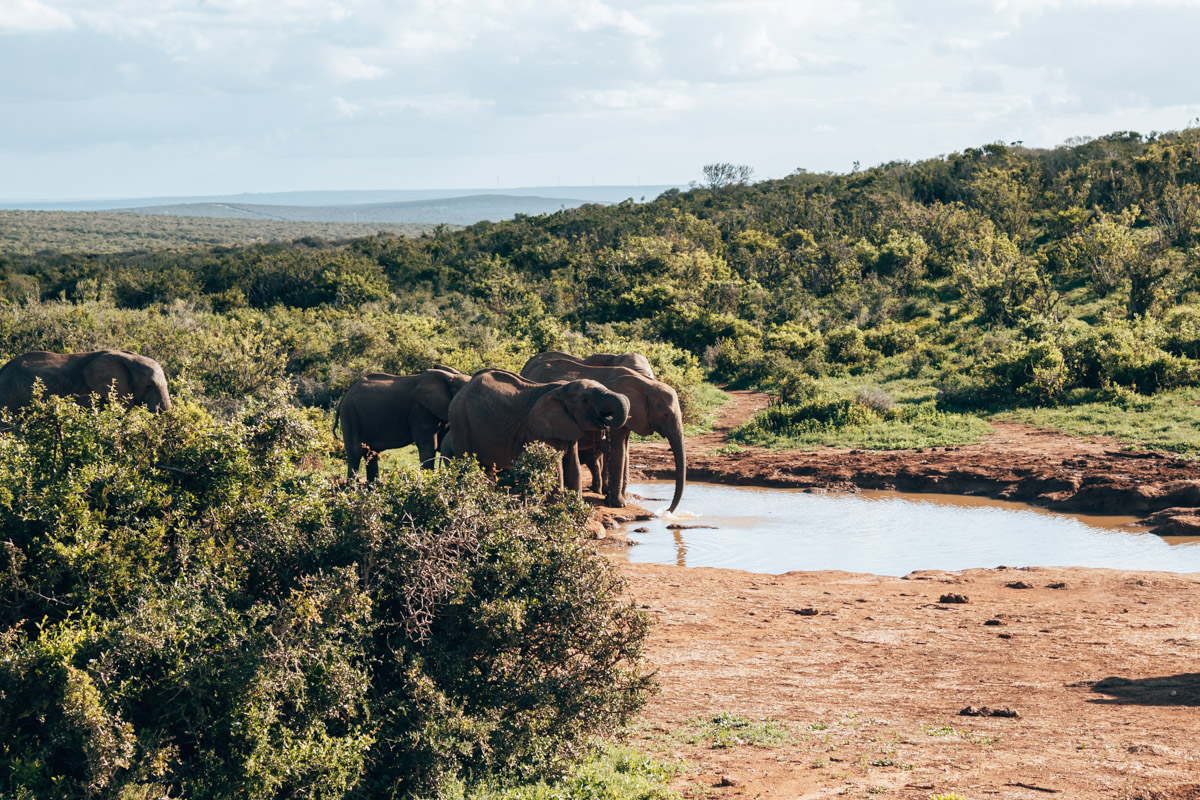 Addo Elephant NP rondreis Zuid-Afrika