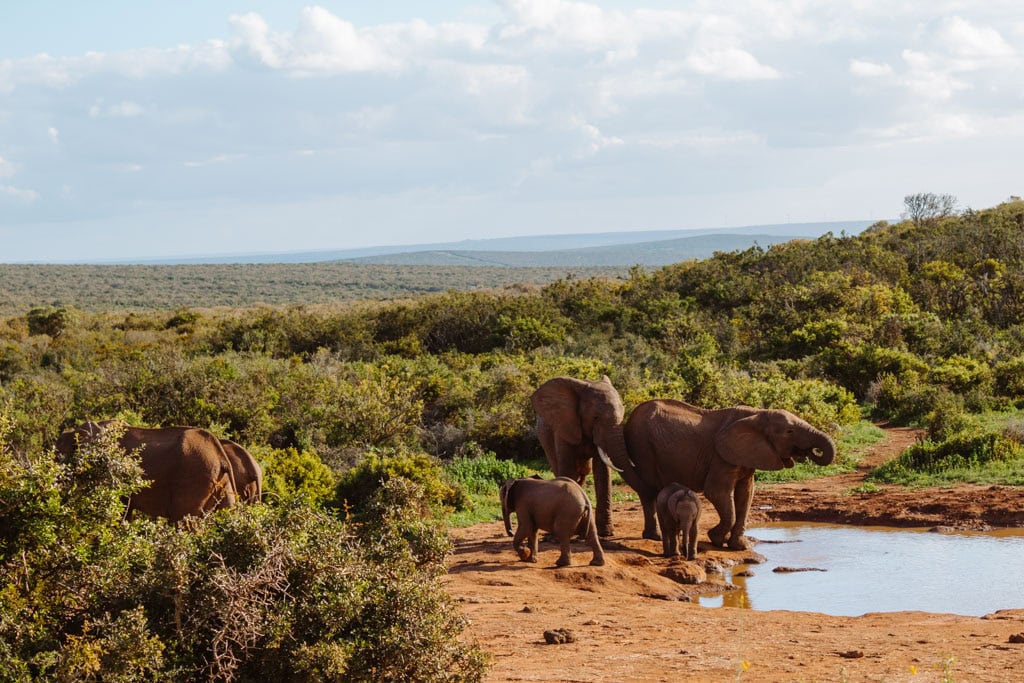 Addo Elephant NP rondreis Zuid-Afrika