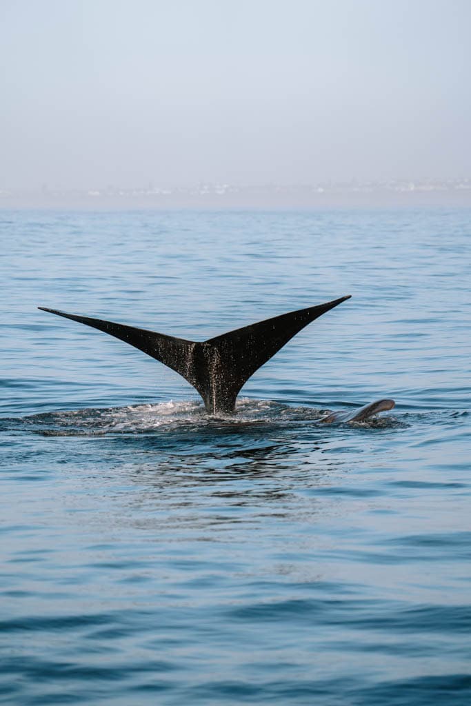 Walvissen spotten op de route door Zuid-Afrika in Hermanus 