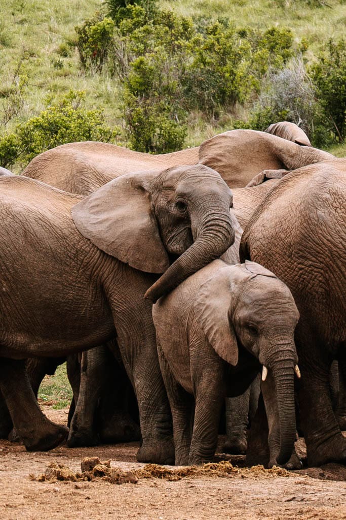 Roadtrip Zuid-Afrika vanuit Kaapstad tot Addo Elephant NP