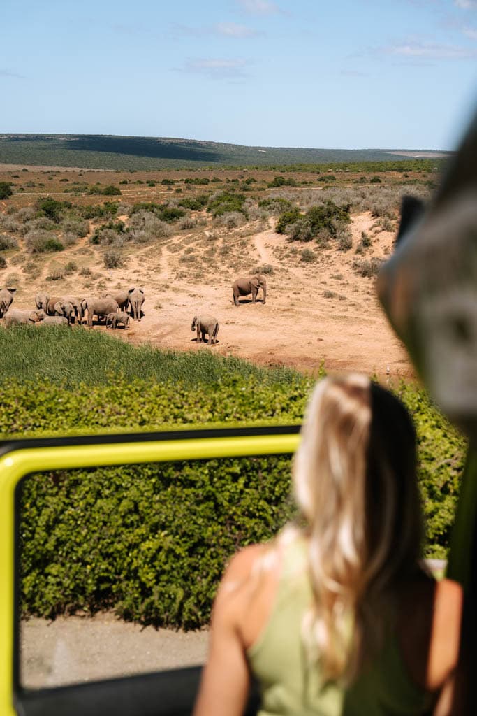 Addo Elephant Park bezoeken tijdens roadtrip Zuid-Afrika 