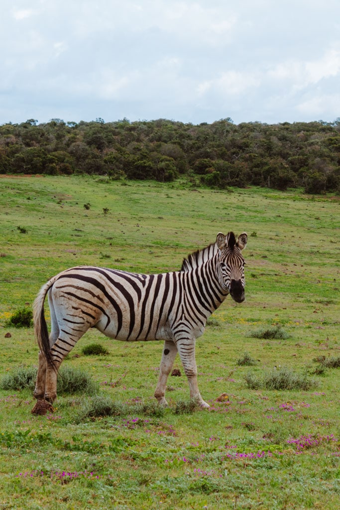 Roadtrip Zuid-Afrika vanuit Kaapstad tot Addo Elephant NP