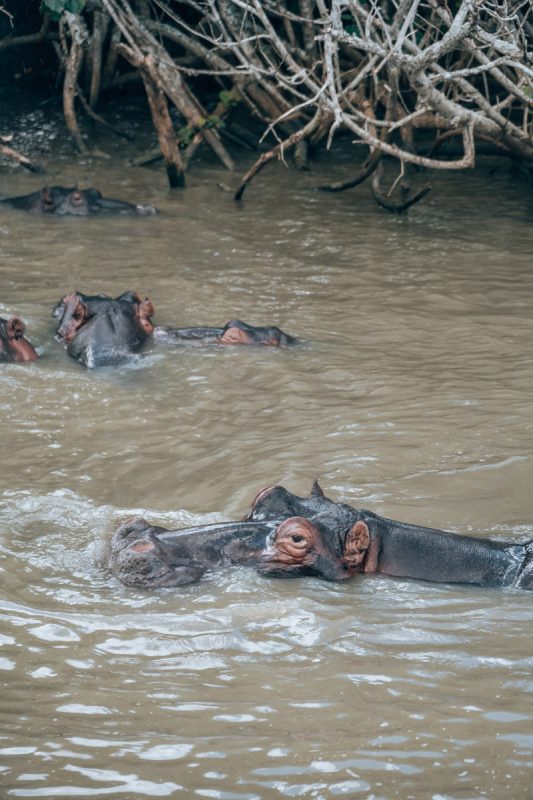 Nijlpaarden spotten in St. Lucia in Zuid-Afrika
