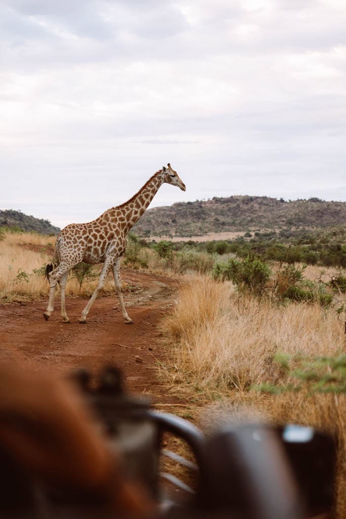 Voorbereidingen reizen in Zuid-Afrika 