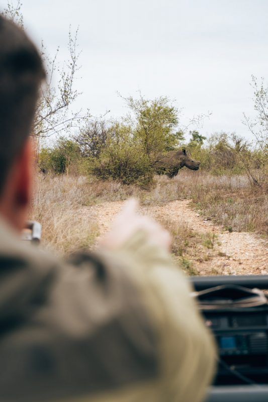 Op safari gaan in het Kruger Park in Zuid-Afrika