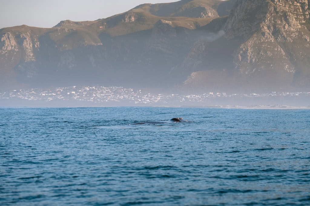 Walvissen spotten tijdens een rondreis door Zuid-Afrika