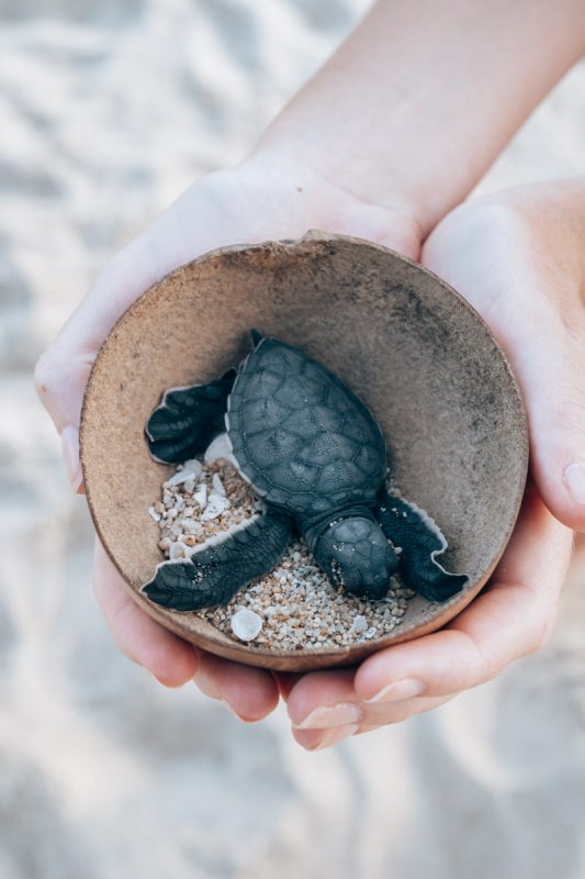Baby schildpadden uitzetten op het strand