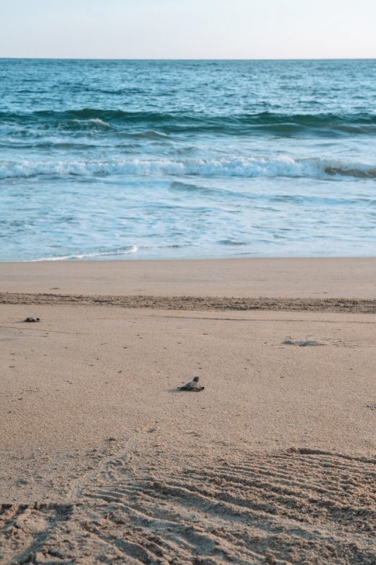 Baby schildpadden uitzetten in Puerto Escondido