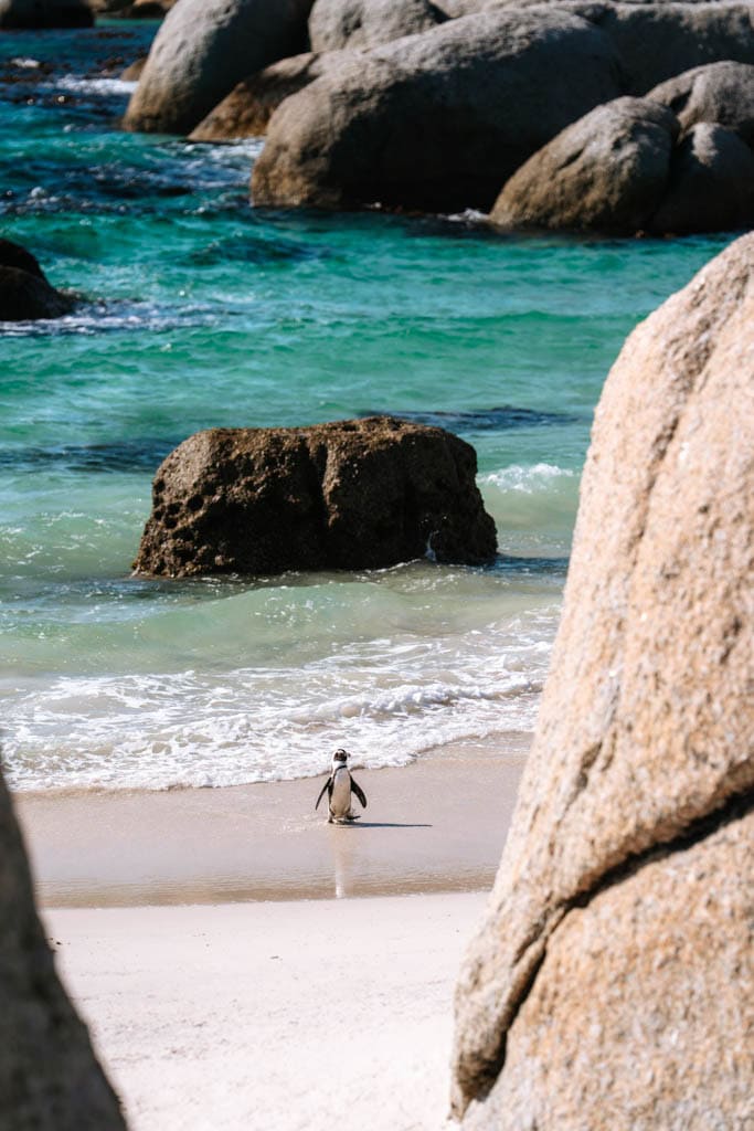 Boulders Beach in Kaapstad bezoeken