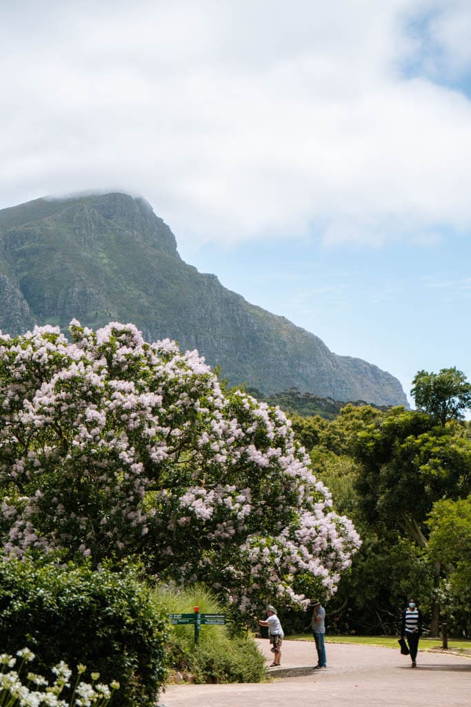 Tips wat te doen in Kaapstad Zuid-Afrika