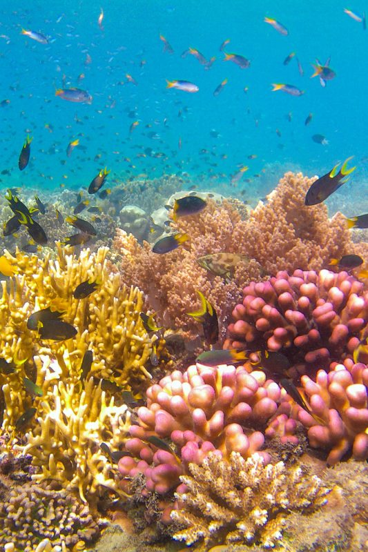 Snorkelen in het Great Barrier Reef in Australie tijdens boottocht Whitsundays