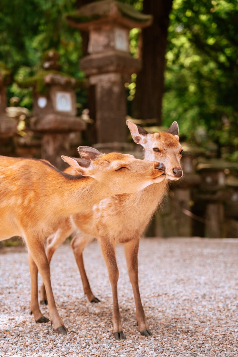 Tips om te doen in Kyoto Japan