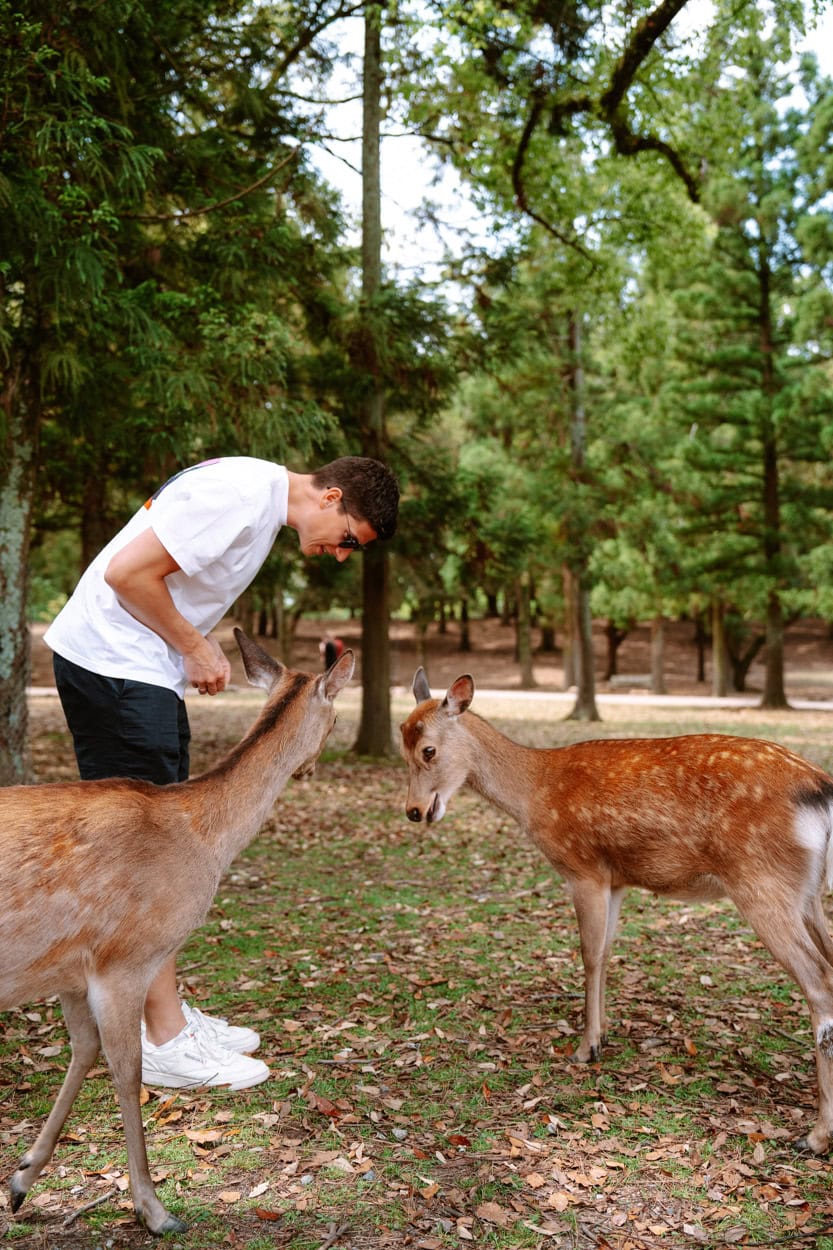 Hertjes in Nara Park Japan