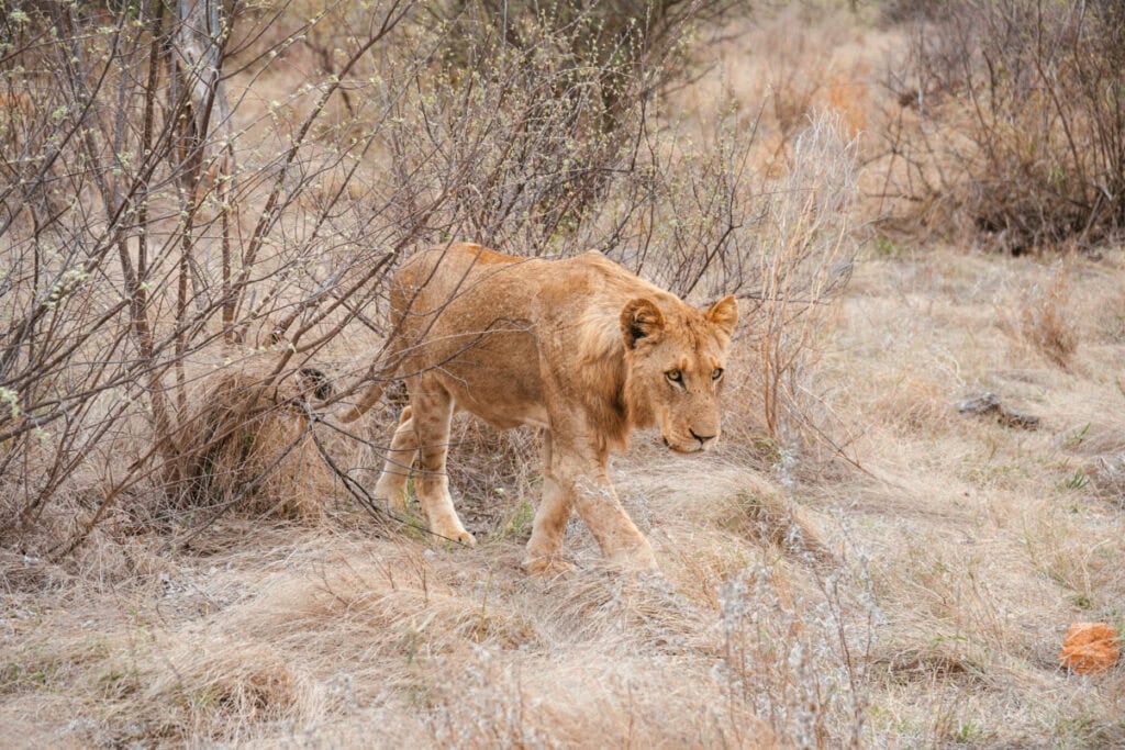 Hoe veilig is het om te reizen in Afrika?