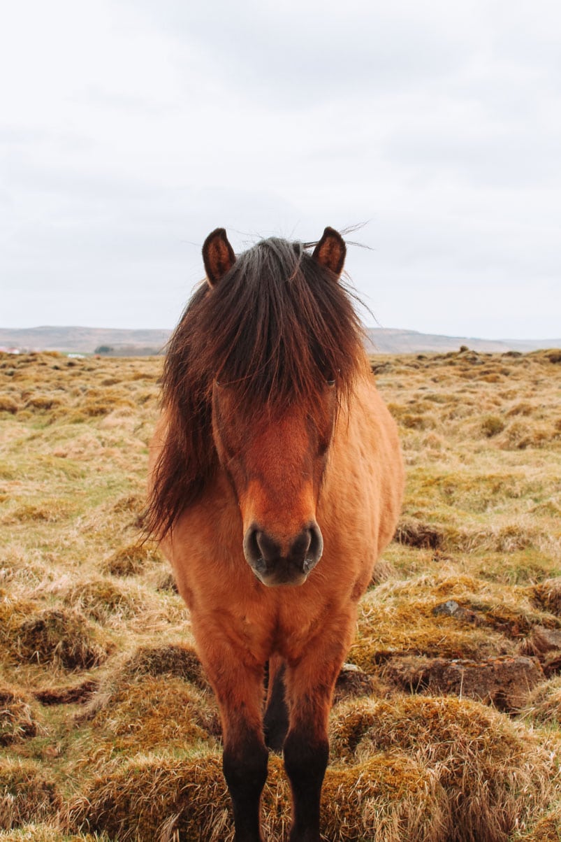 Reistips voor IJsland met de mooiste plekken en bezienswaardigheden