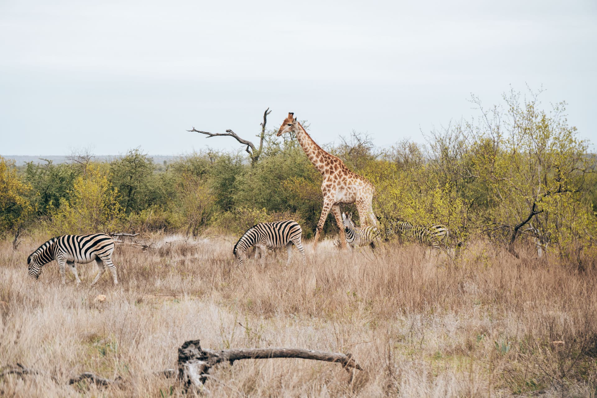 Reizen naar Afrika - routes en informatie