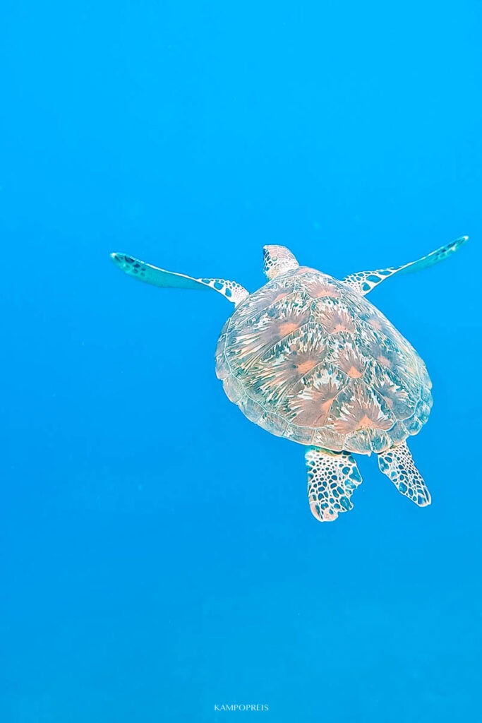 Tips Amed: snorkelen met schildpadden