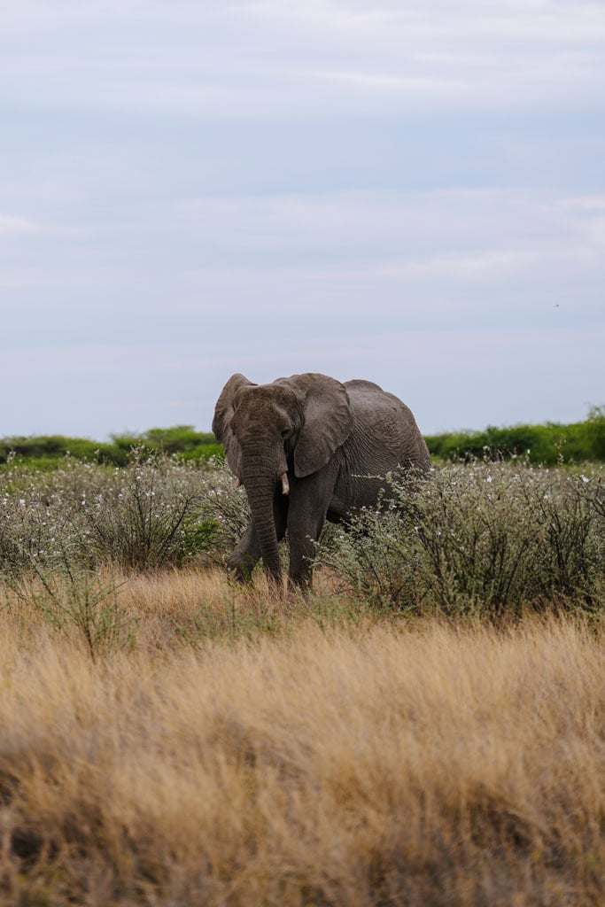 Etosha National Park Namibië tips om te bezoeken