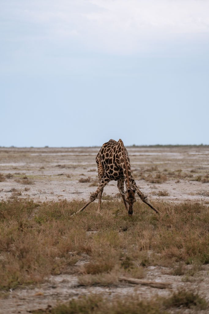 Etosha NP bezoeken