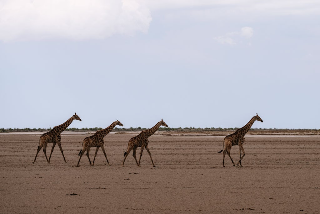 Tips om Etosha National Park te bezoeken 