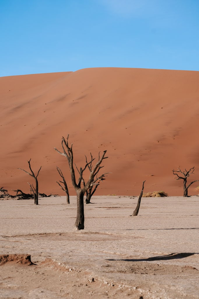 Bomen in de Deadvlei niet aanraken 