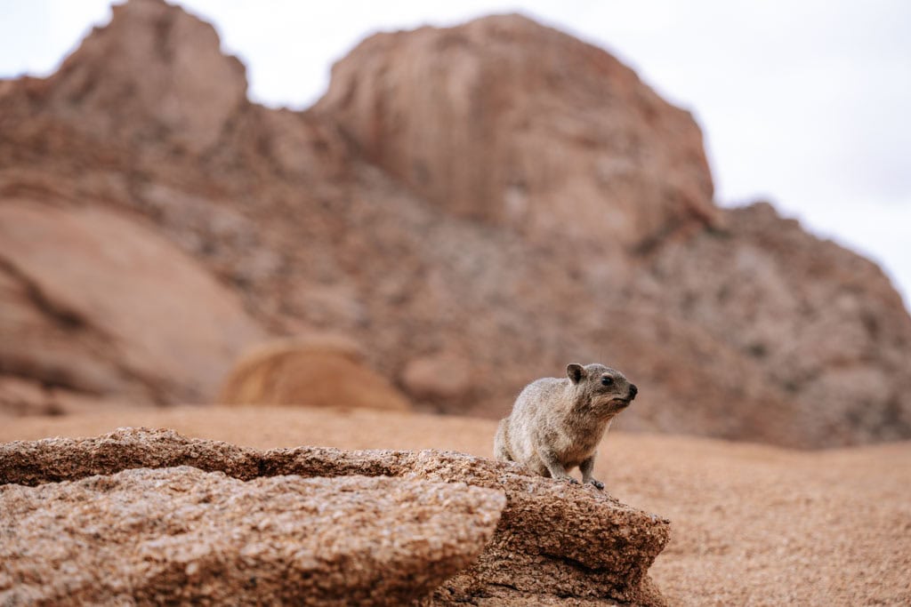 Tip om dieren te spotten in Spitzkoppe