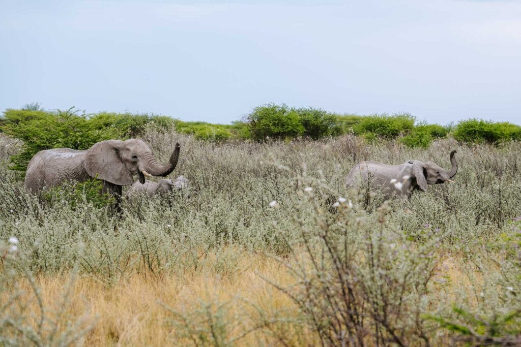 Etosha National Park bezoeken in Namibië: tips + waar verblijven!