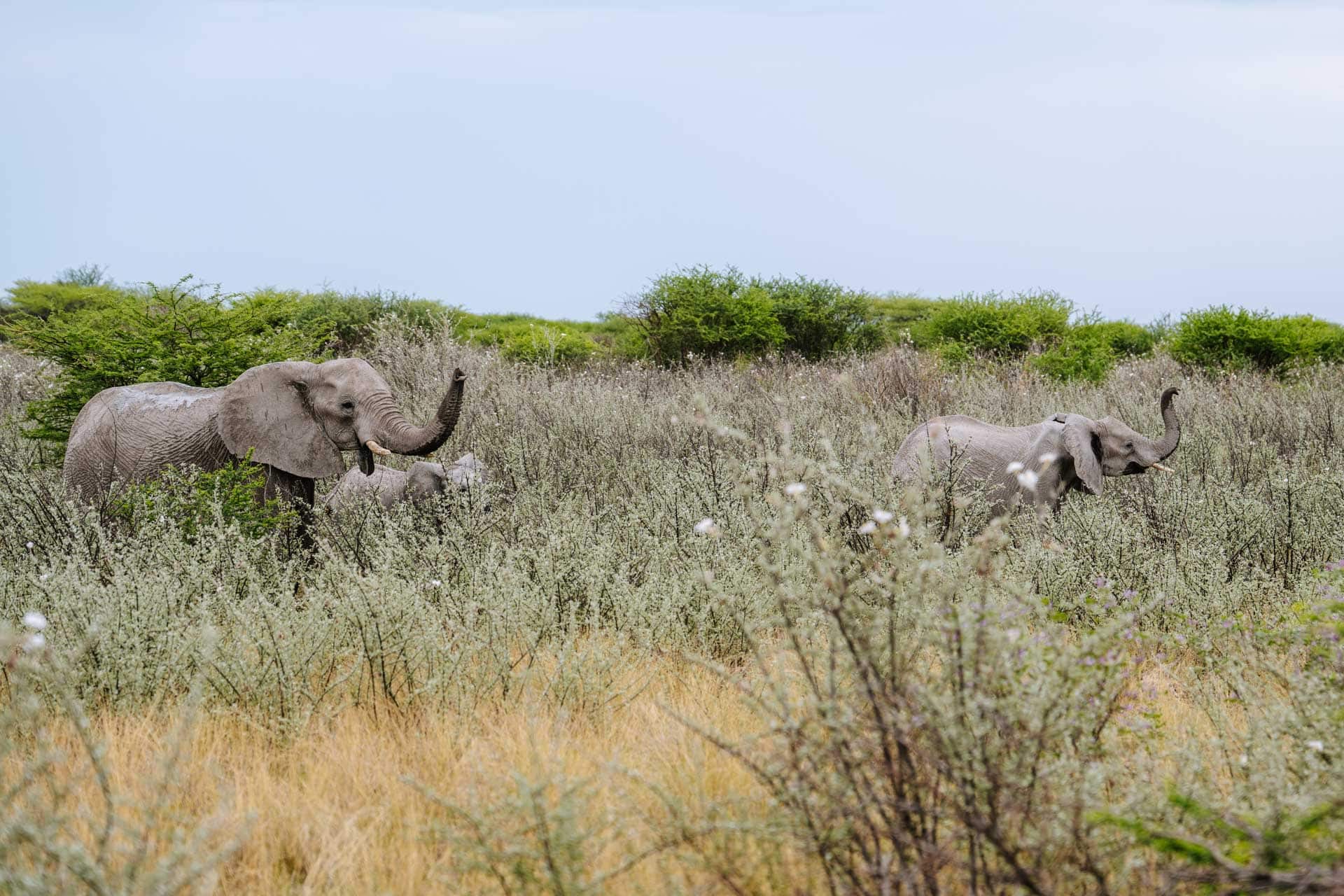 Etosha National Park bezoeken Namibië tips -1