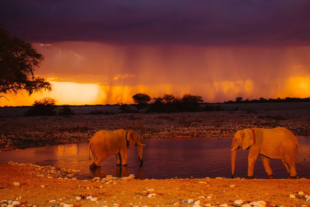 Etosha National Park bezoeken in Namibië 