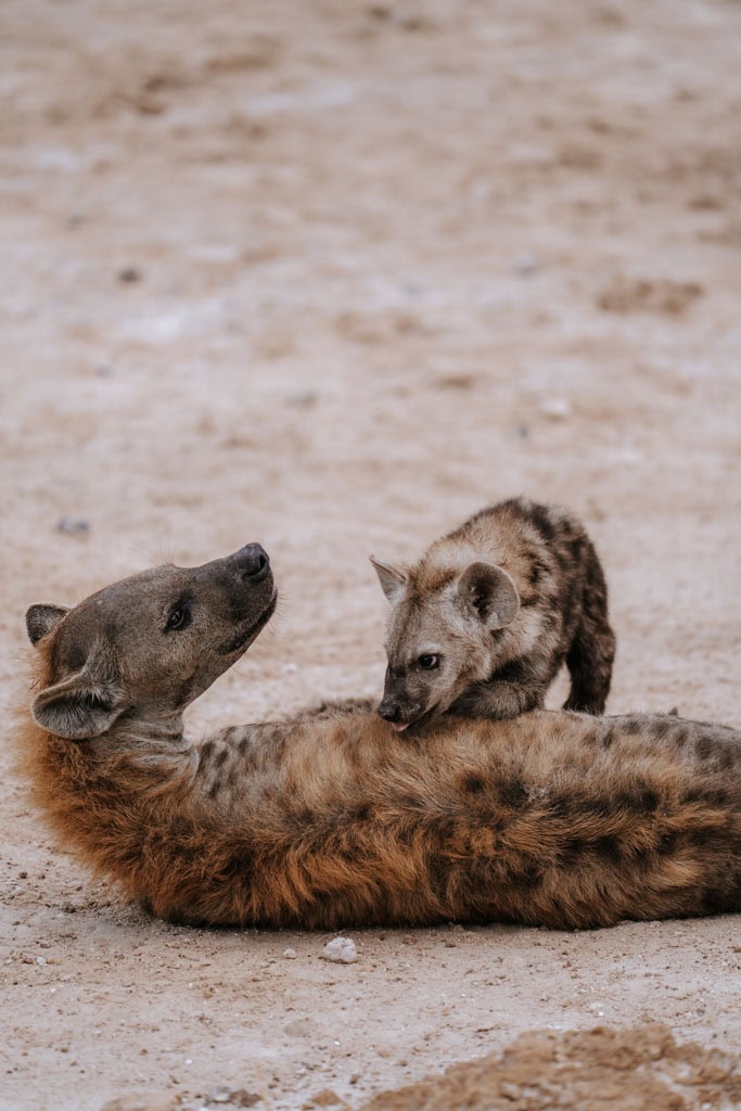 Gamedrive Etosha National Park boeken