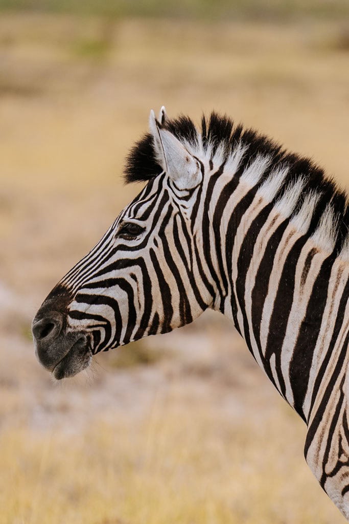 Welke dieren leven er in Etosha National Park