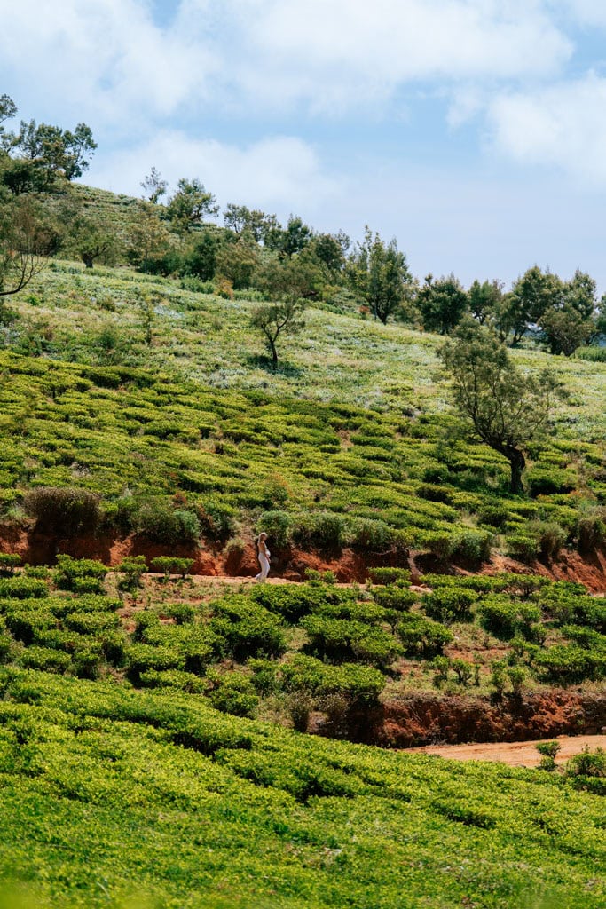 Stage 22 Pekoe Trail Nuwara Eliya