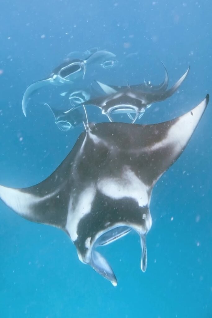 Snorkelen met manta's op Maafushi in de Malediven 