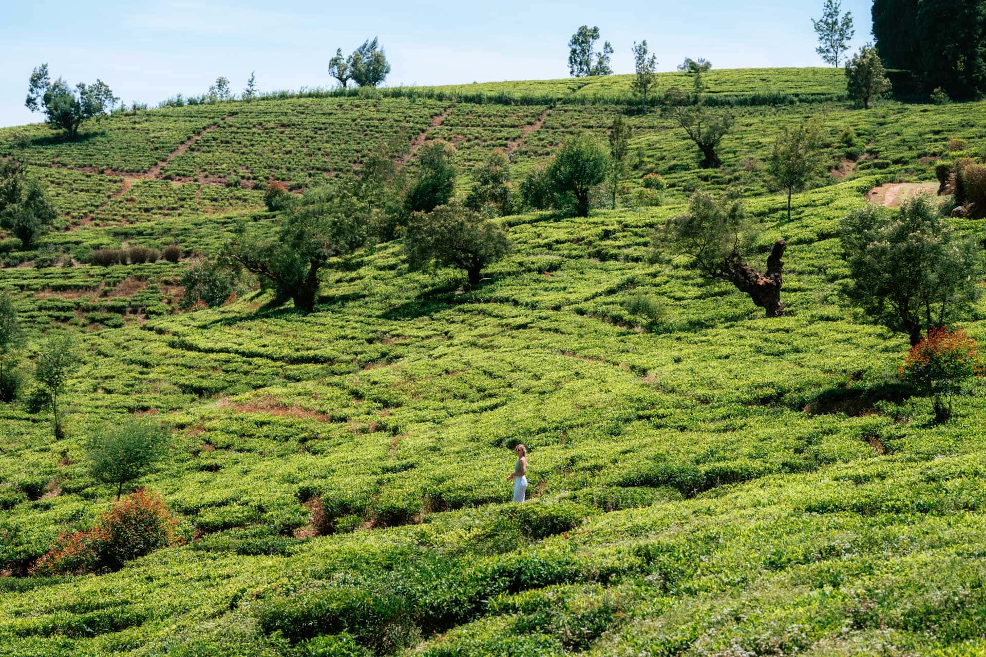 Wat te doen in Nuwara Eliya in Sri Lanka: Tips en mooiste plekken