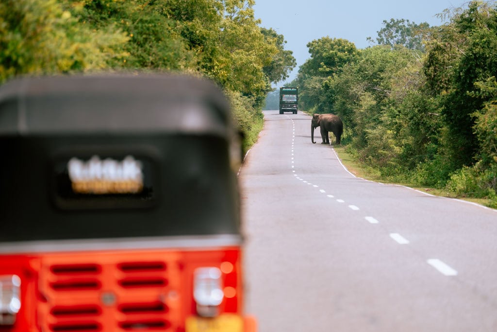 Olifanten weg Sri Lanka B35