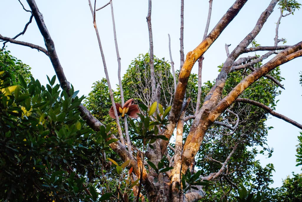 Red Birds of Paradise spotten op Batanta 