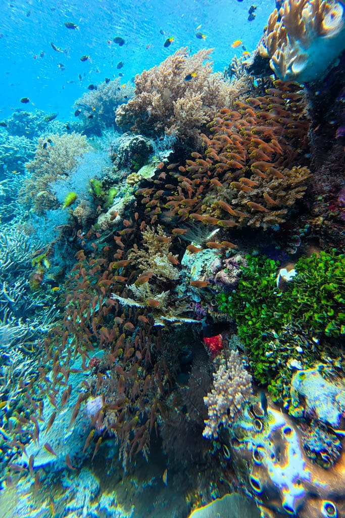 Cape Kri snorkelen