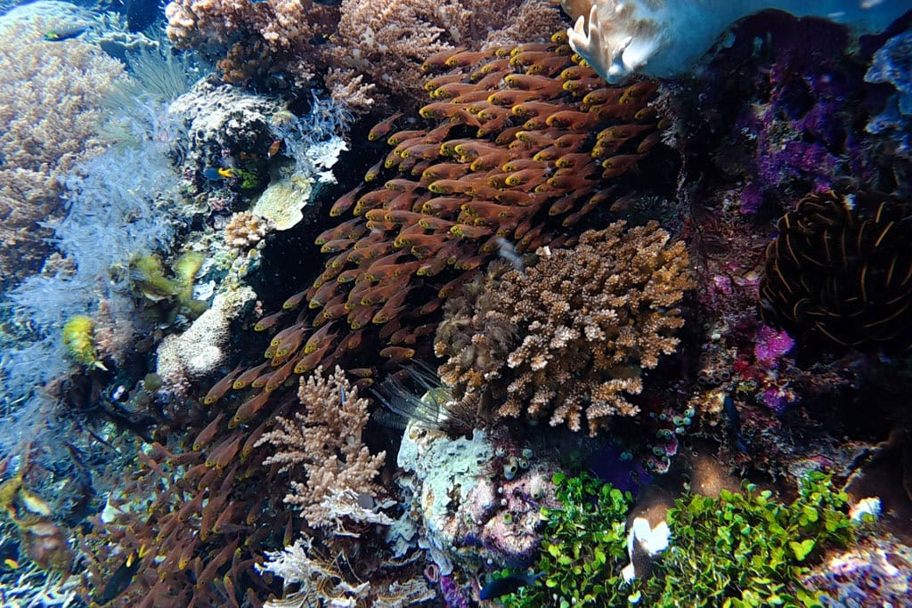 Duiken op Waigeo in Raja Ampat