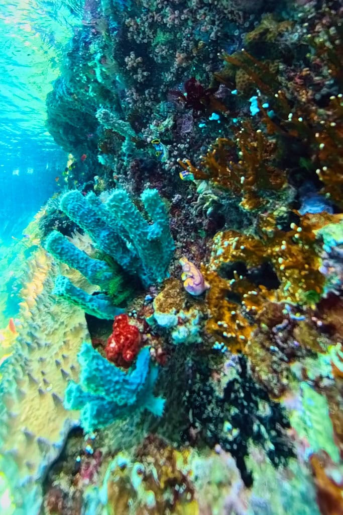 Melissa's Garden op Raja Ampat