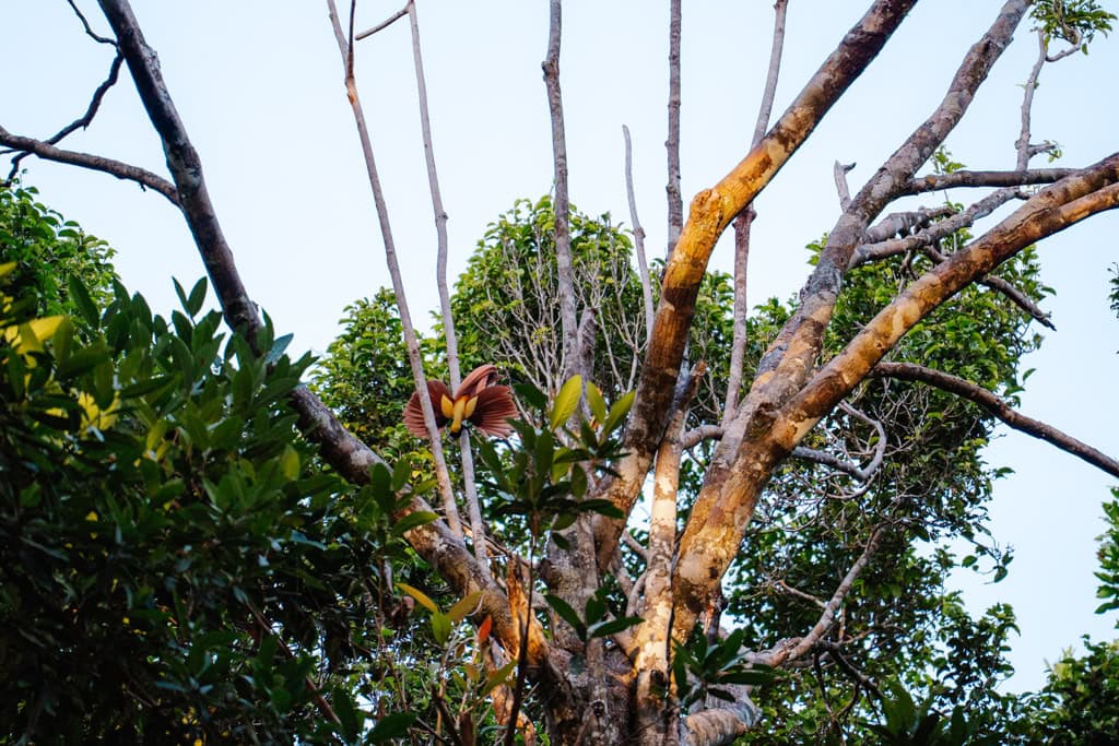 Rode paradijsvogel op Waigeo in Raja Ampat
