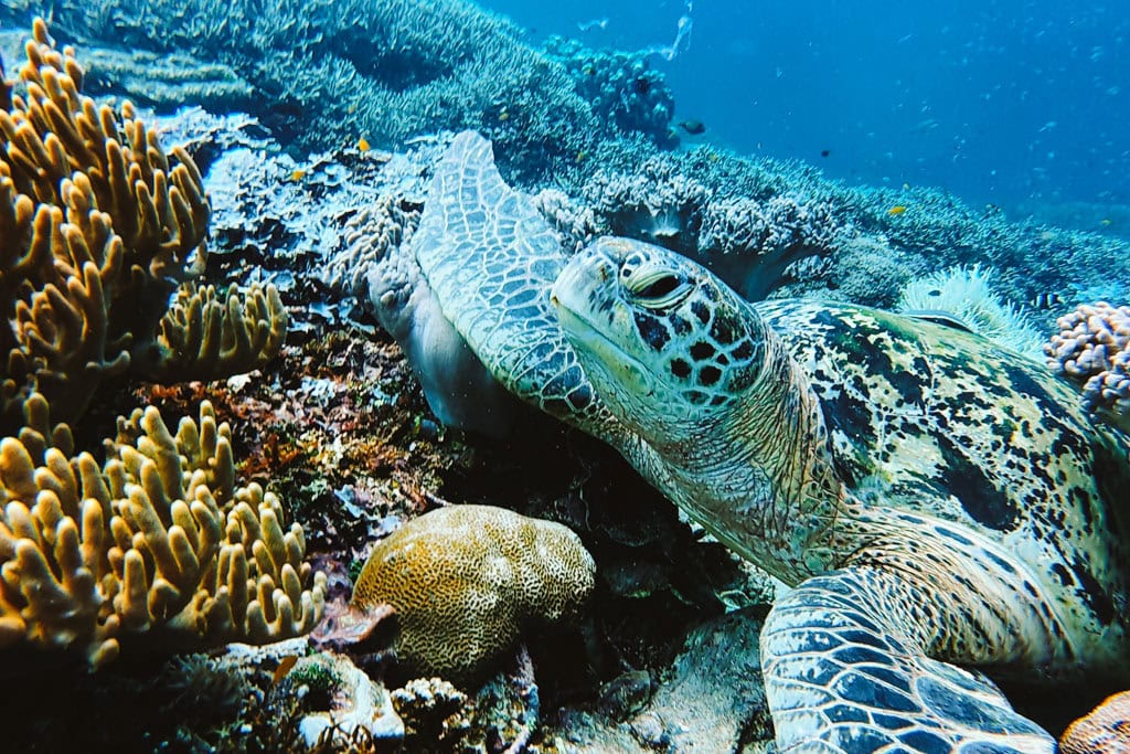 Doen op Kri: snorkelen bij Sauwandarek met schildpadden
