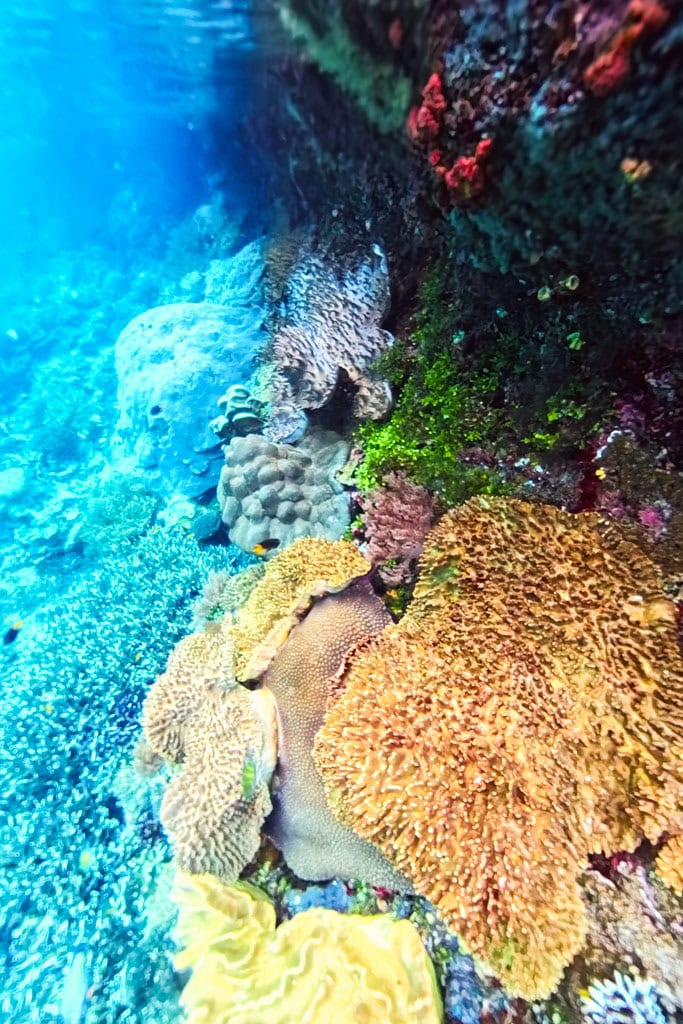 Snorkelen Fam Eiland: Rufas