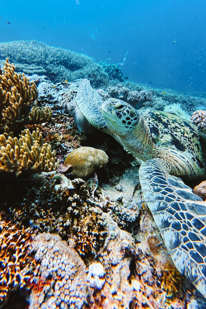 Tips voor Birie Island en Batanta: duiken en snorkelen in Raja Ampat