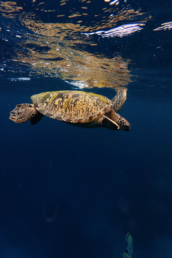 Snorkelen huisrif op Kri Raja Ampat
