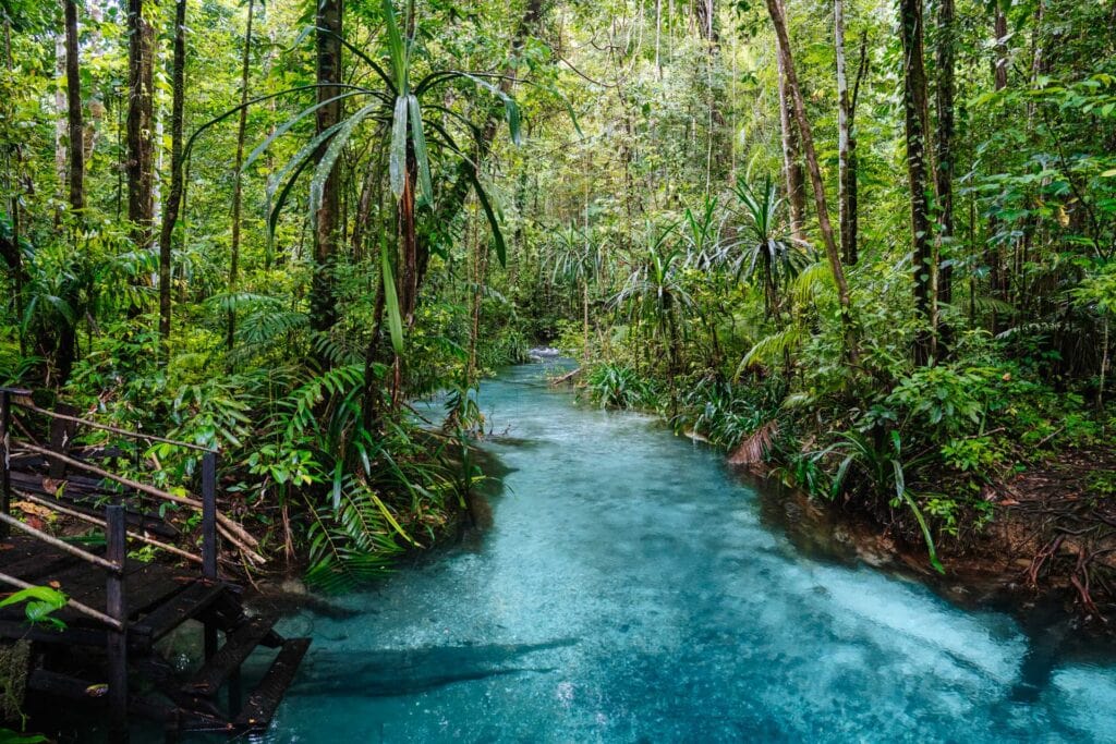 Tips voor Waigeo Island in Raja Ampat: Kali Biru bezoeken en paradijsvogel spotten