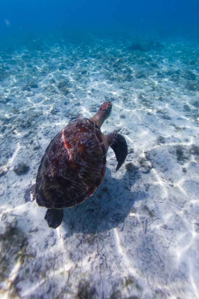 Snorkelen met schildpadden op Gili Air