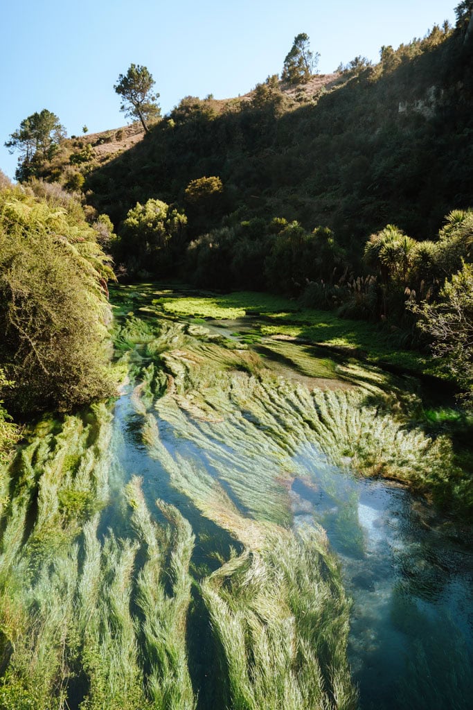Tussen Hobbiton en Rotorua ligt Blue Spring (Te Waihou)