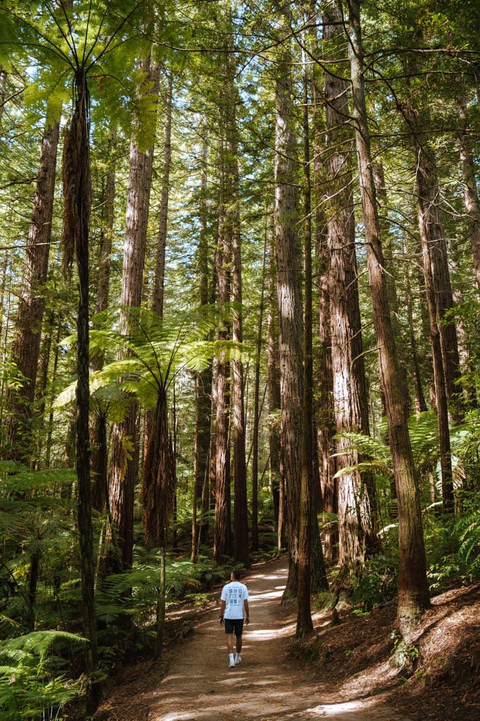 Wandeling in Rotorua door de Redwood Forest